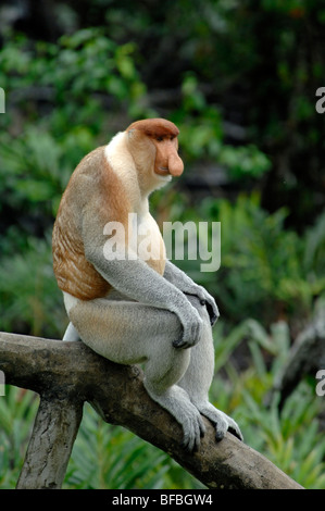 Proboscis Monkey (Nasalis larvatus) ou Long-Nosed Singe, homme dominant assis sur le tronc, Labuk Bay, Sabah, Malaisie, Bornéo Banque D'Images