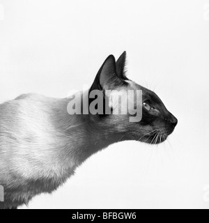 Seal point Siamese Cat, étude de tête de profil Banque D'Images