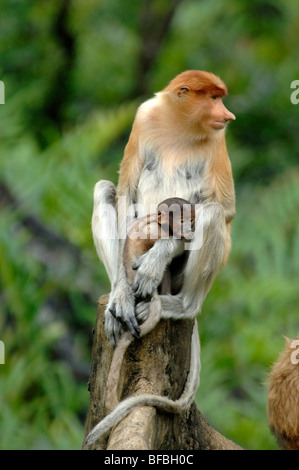 Les singes Proboscis (Nasalis larvatus) ou des singes, femme Long-Nosed Holding Blue-Faced Labuk Bay, bébé, Sabah, Malaisie, Bornéo Banque D'Images