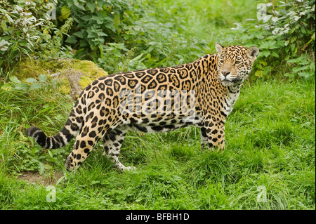 Jaguar (Panthera onca) Amérique Centrale et du Sud. En captivité, le Zoo de Chester, Royaume-Uni Banque D'Images