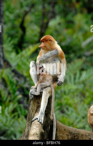 Singes proboscis (Nasalis larvatus) ou griffage singe à nez long, bébé féminin et bleu, baie de Labuk, Sabah, Malaisie Bornéo Banque D'Images