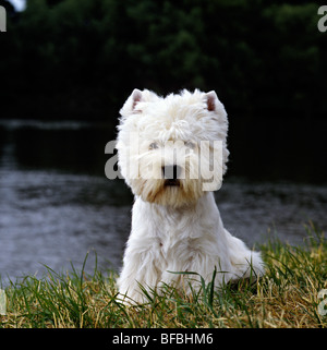 West Highland White Terrier, champion cclo moon pilot, Best in show crufts 1990 Banque D'Images