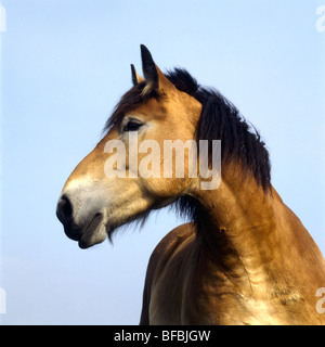 Étude de tête belge, side view Banque D'Images
