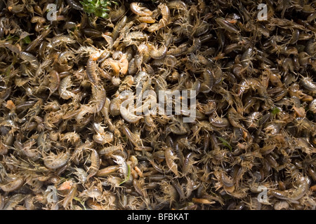 Les crevettes d'eau douce endémique Baïkal 'bormash - gammarus' Banque D'Images