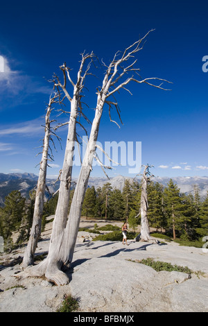 Une jeune femme passe devant un couple d'arbres morts sur le Sentinel Dome sentier de randonnée à Yosemite National Park, California, USA. Banque D'Images