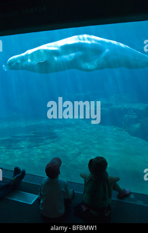 Les enfants regardant un béluga à l'Aquarium de Vancouver à Stanley Park Banque D'Images