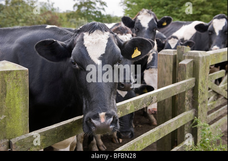 Plus de vaches à la recherche d'une porte en bois. Banque D'Images