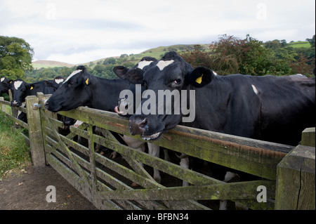 Plus de vaches à la recherche d'une porte en bois. Banque D'Images