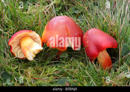 Crimson Waxcap - Hygrocybe punicea Banque D'Images