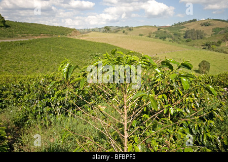 Une plantation de café au Brésil Banque D'Images