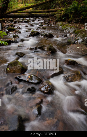 Détails de la belle Chuckanut coulant Creek situé dans le parc d'Arroyo, Bellingham, Washington, USA. Banque D'Images