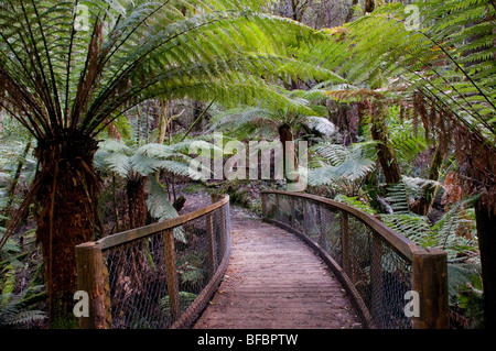 Une passerelle entre la forêt de fougères, sur la montagne de Dicksonia antarctica Domaine National Park, New Caledonia Banque D'Images