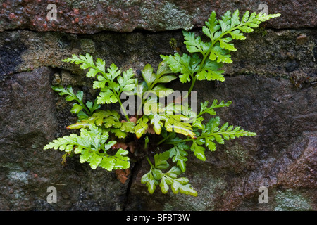 Black Spleenwort, Asplenium adiantum-nigrum Banque D'Images