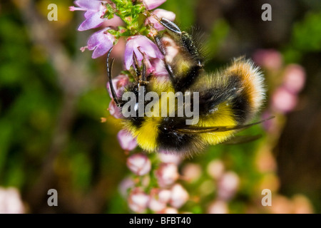 Broken-belted bumblebee, Bombus soroeensis, homme Banque D'Images