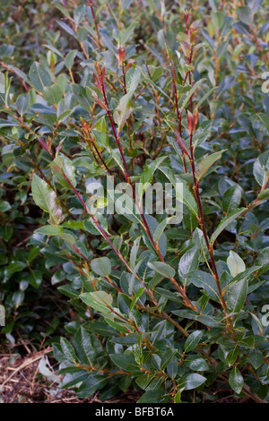 Willow, Salix repens rampante, Banque D'Images