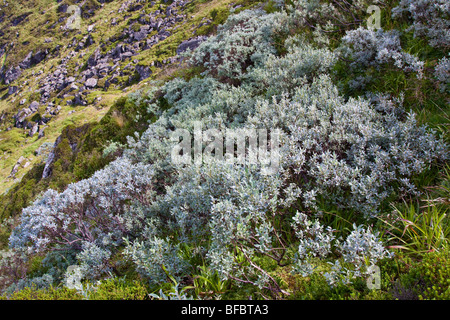 Le saule, Salix lapponum, Banque D'Images