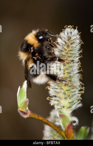 Bourdon Bombus jonellus, Heath, sur le chaton de saule Banque D'Images