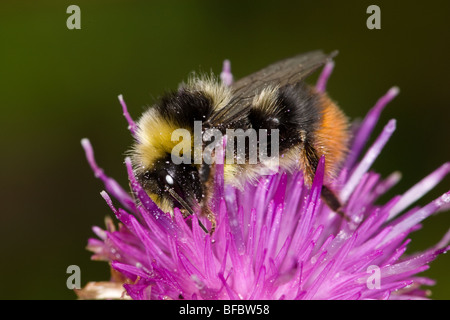 Red-tailed Bumblebee, Bombus lapidarius Banque D'Images