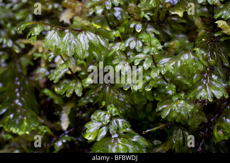 Wilson's Filmy Fougère, Hymenophyllum wilsonii Banque D'Images