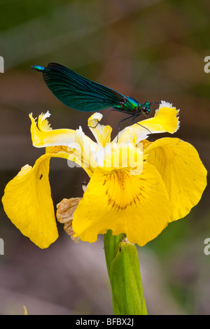 Belle Demoiselle, Calopteryx virgo, sur l'iris jaune Banque D'Images