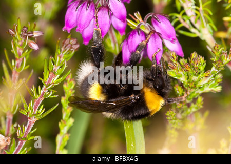 Broken-belted bumblebee, Bombus soroeensis, la collecte de nectar de Heather Bell Banque D'Images