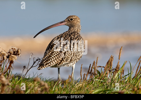 Courlis cendré Numenius arquata, ,sur saltmarsh Banque D'Images