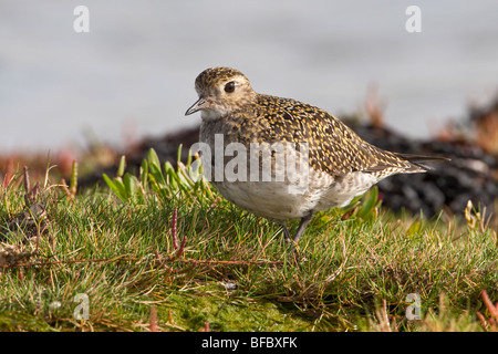 Pluvier doré européen, Pluvialis apricaria Banque D'Images