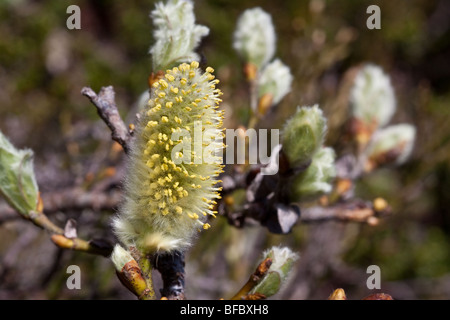 Willow, Salix lanata laineux, châton mâle Banque D'Images