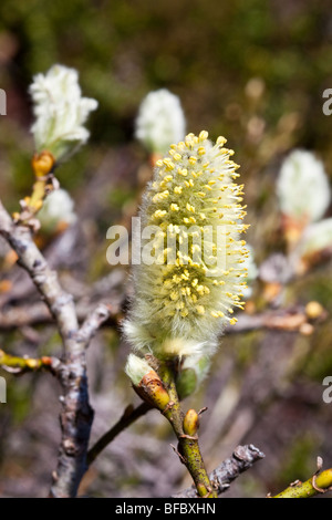 Willow, Salix lanata laineux, châton mâle Banque D'Images