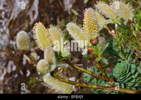 Willow, Salix lanata laineux, chatons mâles Banque D'Images