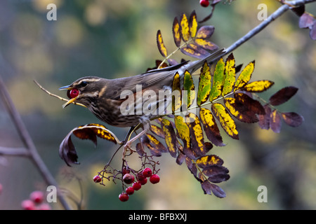 Redwing, Turdus iliacus, se nourrissant de baies Rowan en automne Banque D'Images