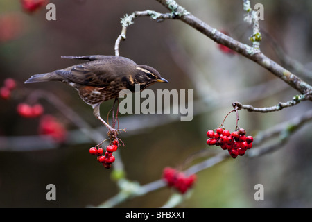 Redwing, Turdus iliacus, se nourrissant de baies Rowan en automne Banque D'Images