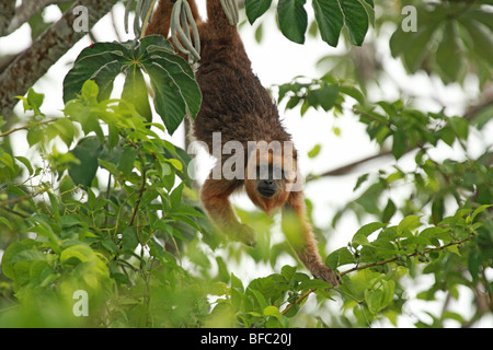 Singe hurleur noir femelle Alouatta caraya entre les cimes des arbres du Pantanal au Brésil Banque D'Images
