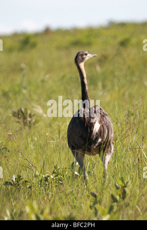 Nandou d'Rhea americana dans les prairies du cerrado Brésil Parc national Emas Banque D'Images