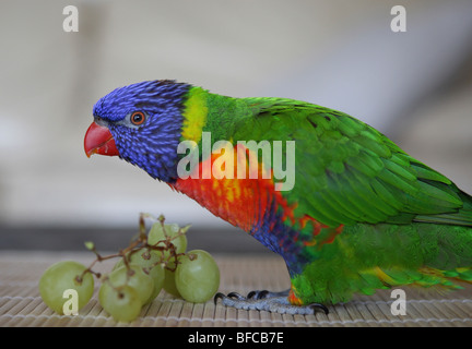 Animal lorikeet raisin manger