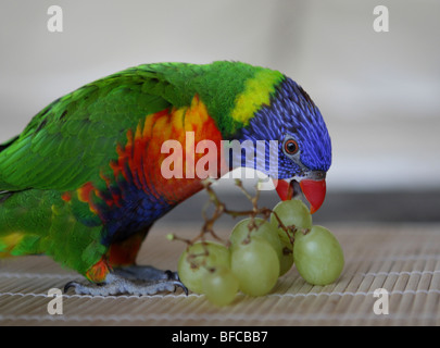 Animal lorikeet raisin manger