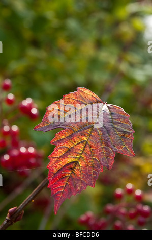 Fruits Rouges et des feuilles d'automne Banque D'Images