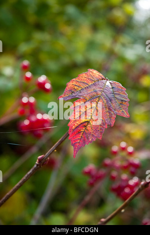 Fruits Rouges et des feuilles d'automne Banque D'Images