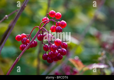 Fruits Rouges et des feuilles d'automne Banque D'Images