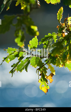 Feuilles d'automne sur le bois de chêne Banque D'Images