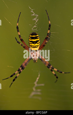 Araignée araignée Guêpe Zebra Banque D'Images