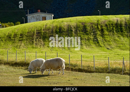 Des moutons paissant sur les terres de pâturage, Lofoten, Norvège du Nord Banque D'Images