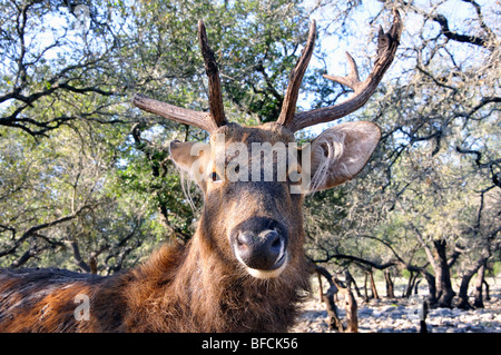 L'Élan, le Wapiti (Cervus canadensis aka) Banque D'Images