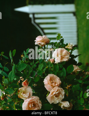 Close-up of pink rose bush Banque D'Images