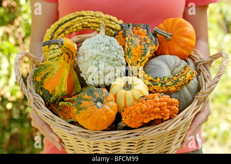 Citrouilles Banque D'Images