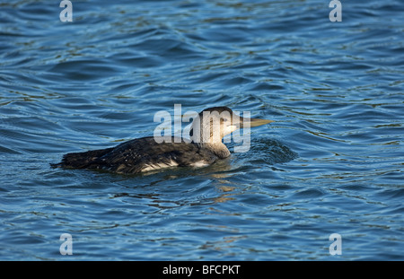 White-billed Diver en plumage d'hiver Banque D'Images