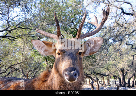 L'Élan, le Wapiti (Cervus canadensis aka) Banque D'Images