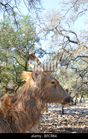 L'Élan, le Wapiti (Cervus canadensis aka) Banque D'Images