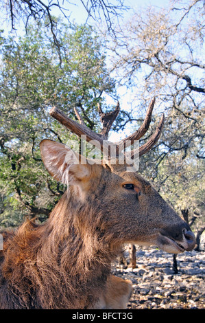 L'Élan, le Wapiti (Cervus canadensis aka) Banque D'Images