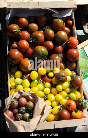 Sélection de tomates biologiques en vente sur un marché de producteurs Banque D'Images